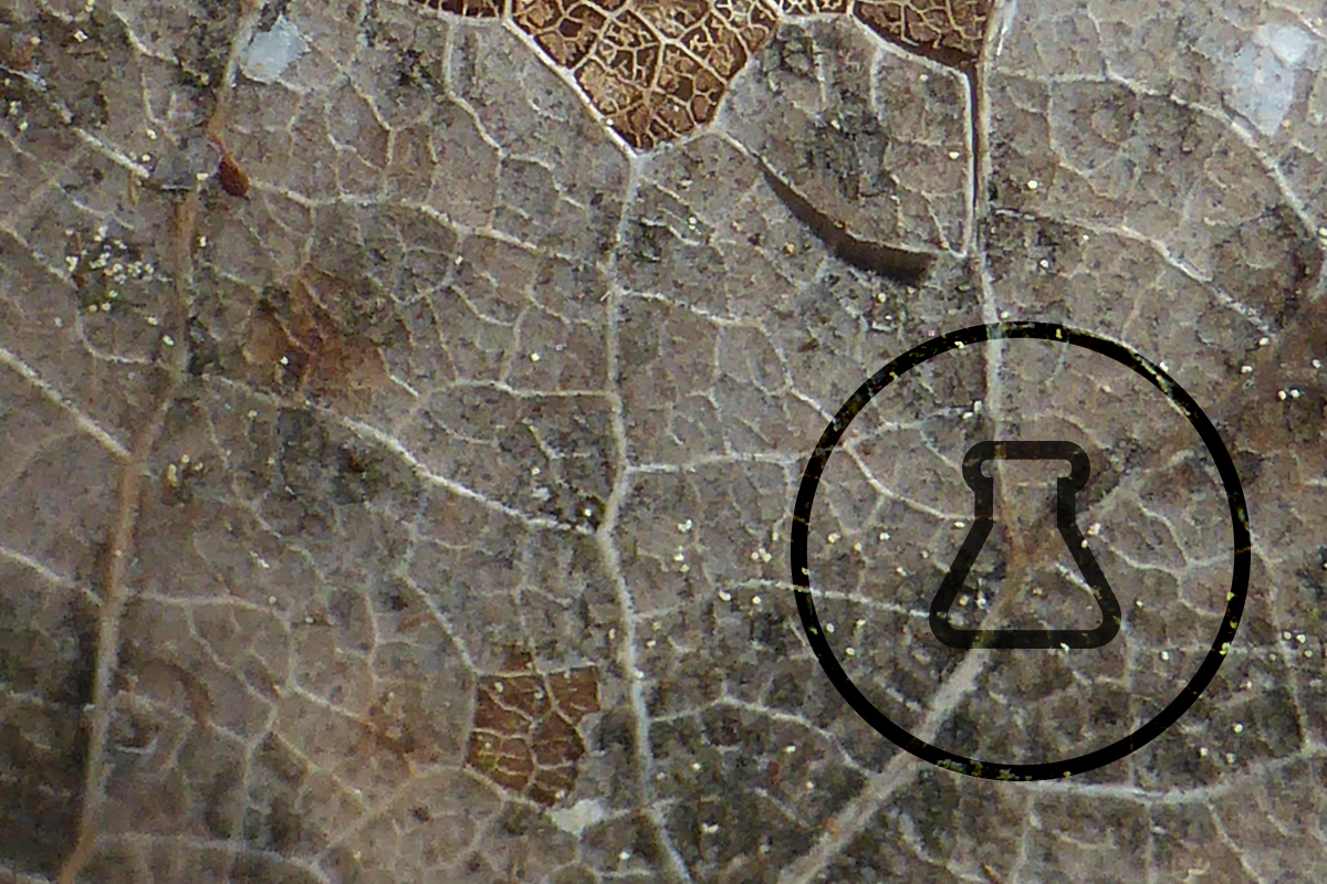 Close up image of brown leaf with beaker in circle icon 