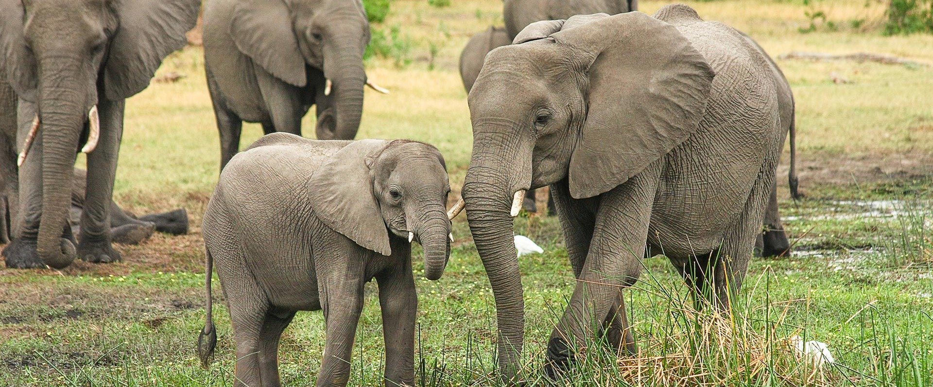 Gamewatchers Safari - elephants 